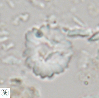 Heliolithus margarita 21108