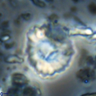 Heliolithus margarita 21109