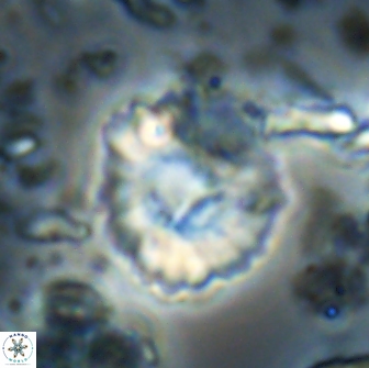 Heliolithus margarita 21109