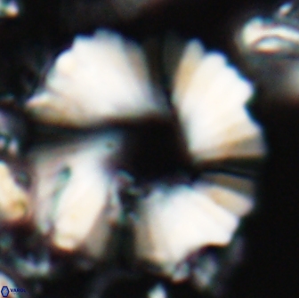 Heliolithus margarita 22060