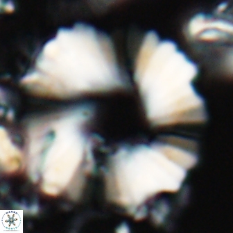 Heliolithus margarita 22060