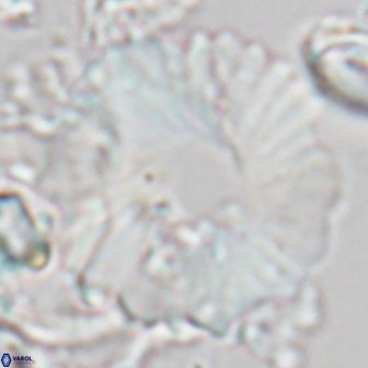 Heliolithus margarita 22062