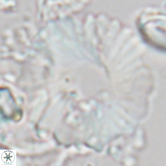 Heliolithus margarita 22062