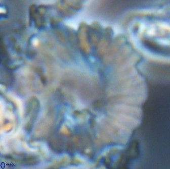 Heliolithus margarita 22063