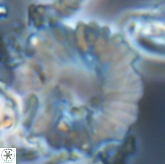 Heliolithus margarita 22063