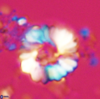 Heliolithus margarita 22384
