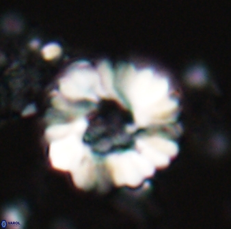 Heliolithus margarita 22385