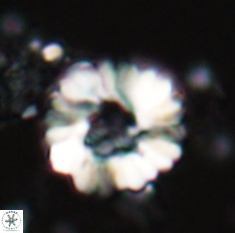 Heliolithus margarita 22385