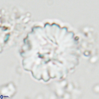 Heliolithus margarita 22386