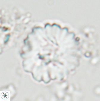 Heliolithus margarita 22386