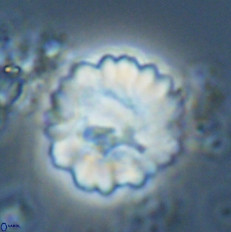 Heliolithus margarita 22387