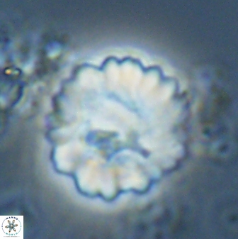 Heliolithus margarita 22387