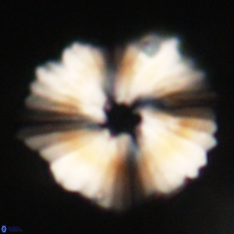 Heliolithus margarita 61766