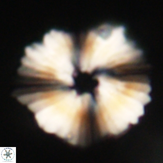 Heliolithus margarita 61766