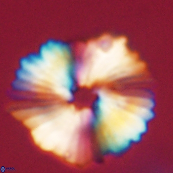 Heliolithus margarita 61767