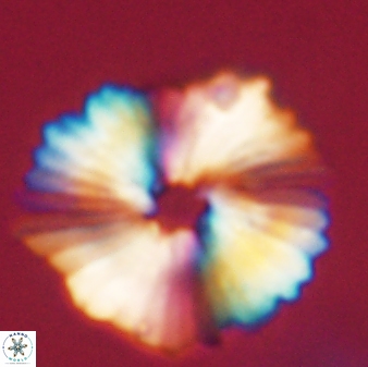 Heliolithus margarita 61767