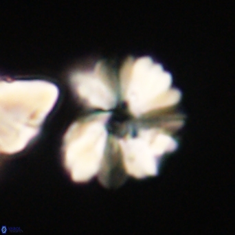 Heliolithus margarita 61136