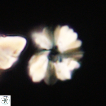 Heliolithus margarita 61136