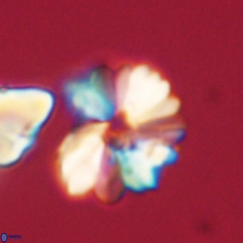 Heliolithus margarita 61137