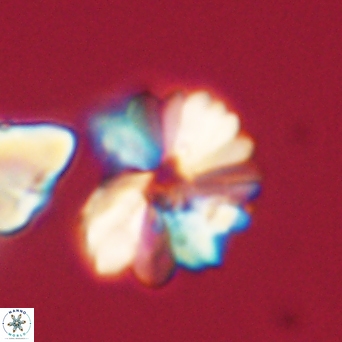 Heliolithus margarita 61137