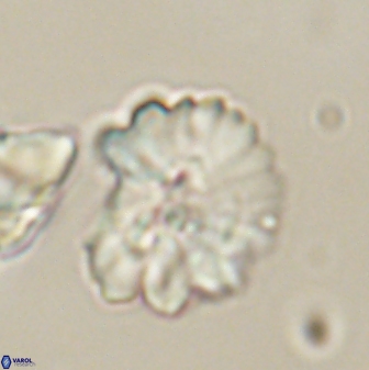 Heliolithus margarita 61138