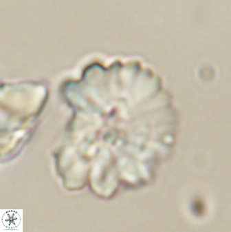 Heliolithus margarita 61138