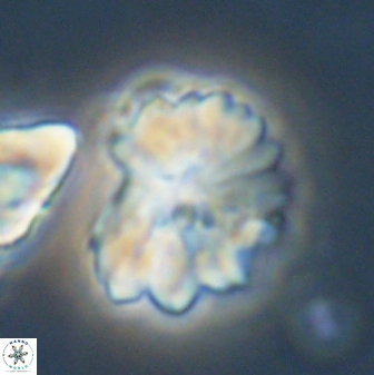 Heliolithus margarita 61140