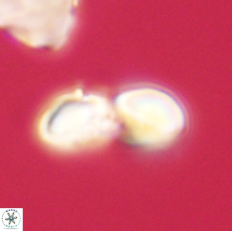 Heliolithus margarita 61141