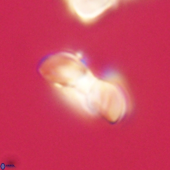 Heliolithus margarita 61145