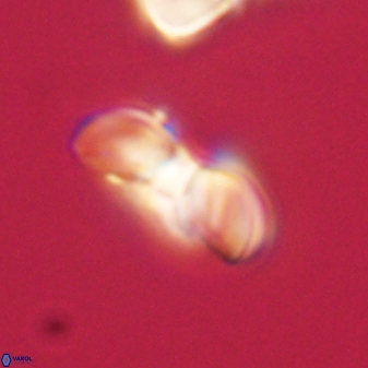 Heliolithus margarita 61148