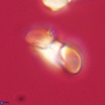 Heliolithus margarita 61151