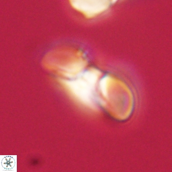 Heliolithus margarita 61151