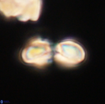 Heliolithus margarita 61153