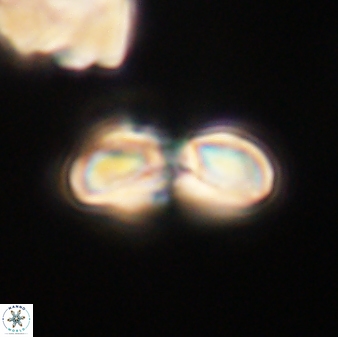 Heliolithus margarita 61153