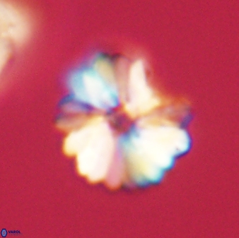 Heliolithus margarita 66728