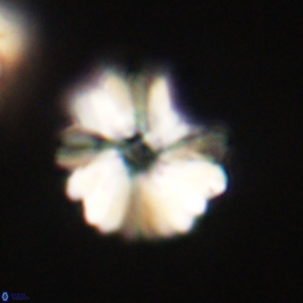 Heliolithus margarita 66728