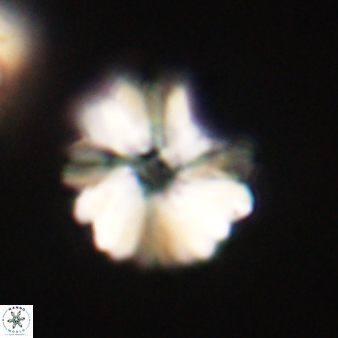 Heliolithus margarita 66728
