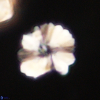 Heliolithus margarita 61161