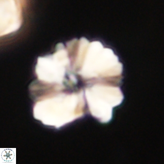Heliolithus margarita 61161