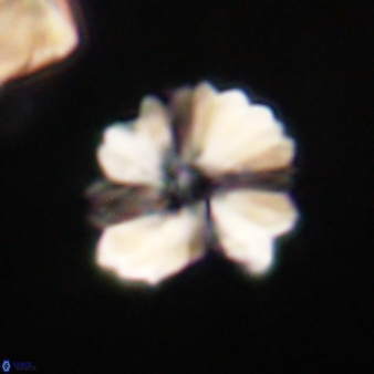 Heliolithus margarita 66728
