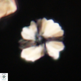 Heliolithus margarita 66728