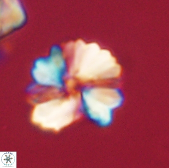 Heliolithus margarita 61163