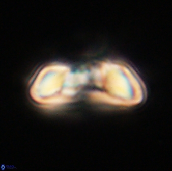 Heliolithus margarita 61225