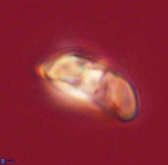 Heliolithus margarita 61228