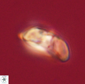 Heliolithus margarita 61228