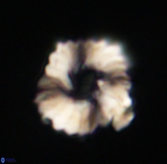 Heliolithus margarita 61230