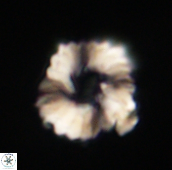Heliolithus margarita 61230