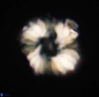 Heliolithus margarita 61233