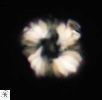 Heliolithus margarita 61233
