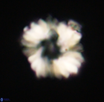 Heliolithus margarita 61234